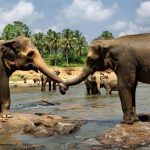 oferte exact.travel vacanta in sri lanka