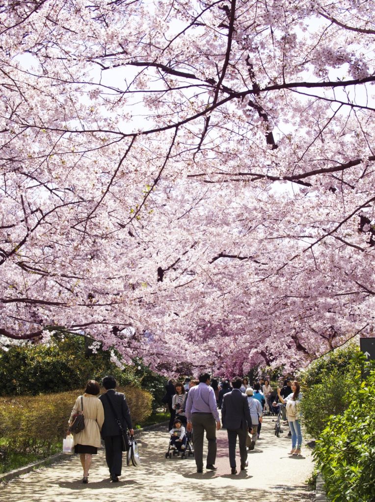 Sezonul florilor de cireș în Japonia - sakura în TOkyo